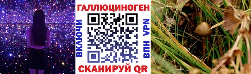 что такое hydra ТОР Галлюциногенные грибы Psilocybine cubensis Тавда
